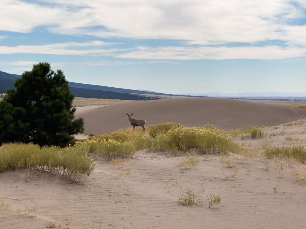 Reh quert den Weg bei den Great Sand Dunes
