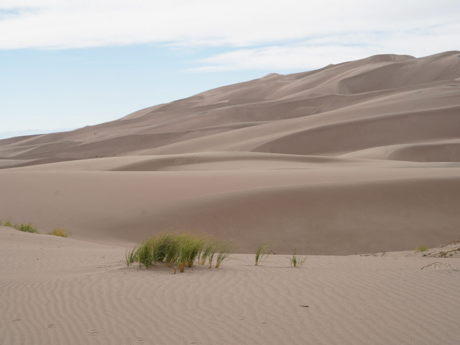 Wüstengrass in den Great Sand Dunes