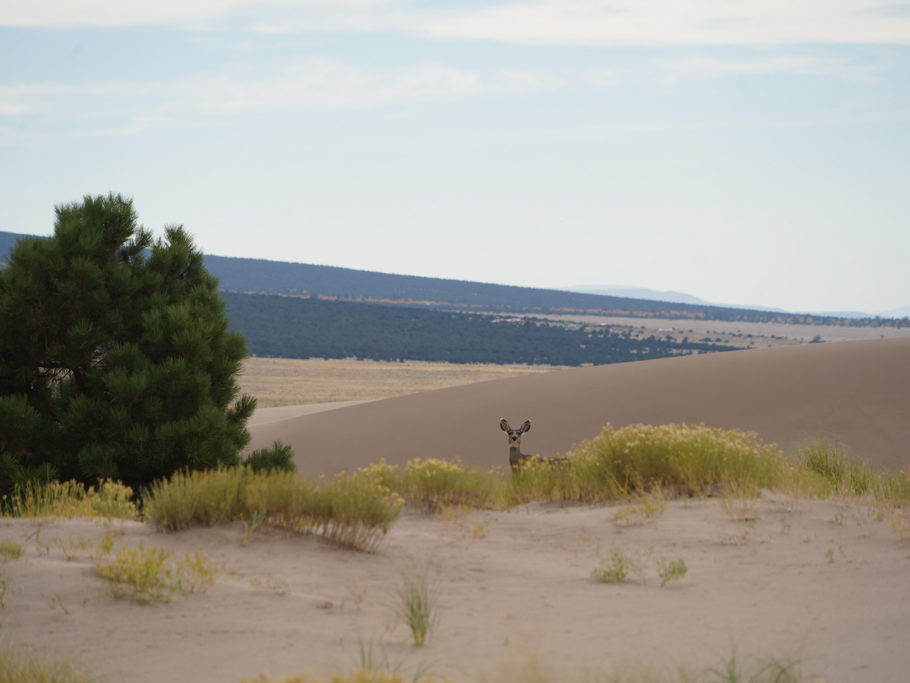 Hirschkuh quert den Weg in den Great Sand Dunes