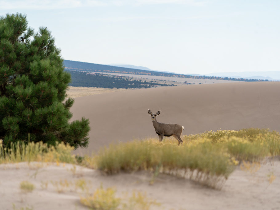 Hirschkuh quert den Weg in den Great Sand Dunes