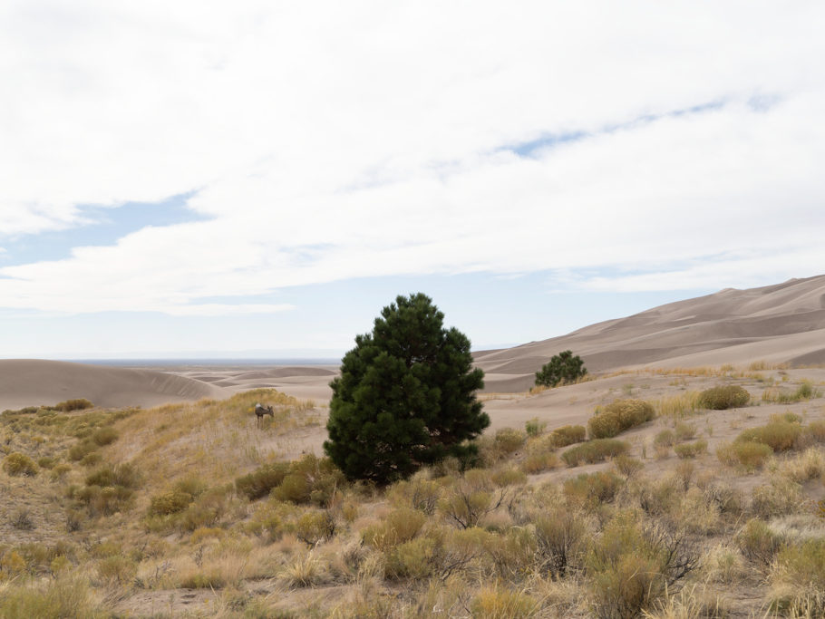 Hirschkuh quert den Weg in den Great Sand Dunes
