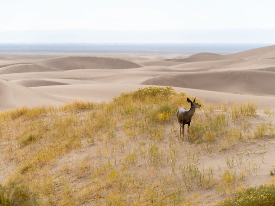 Hirschkuh quert den Weg in den Great Sand Dunes