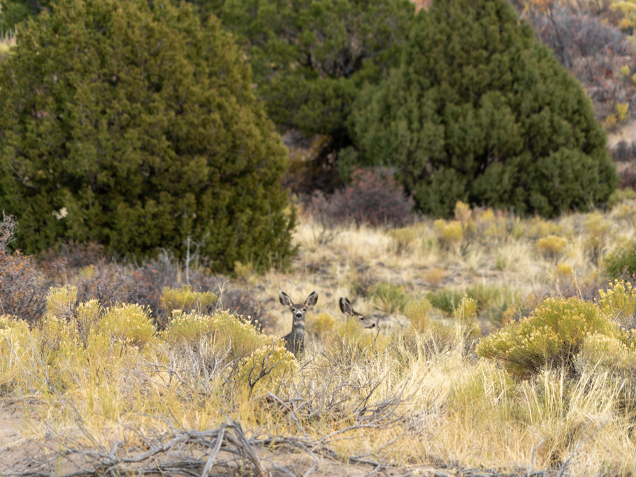 junge Rehe queren den Weg in den Great Sand Dunes