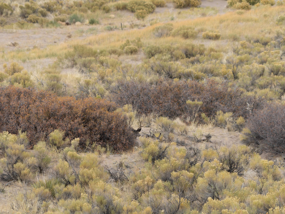 Hirsch mit seinem Gefolge am Weg durch die Great Sand Dunes