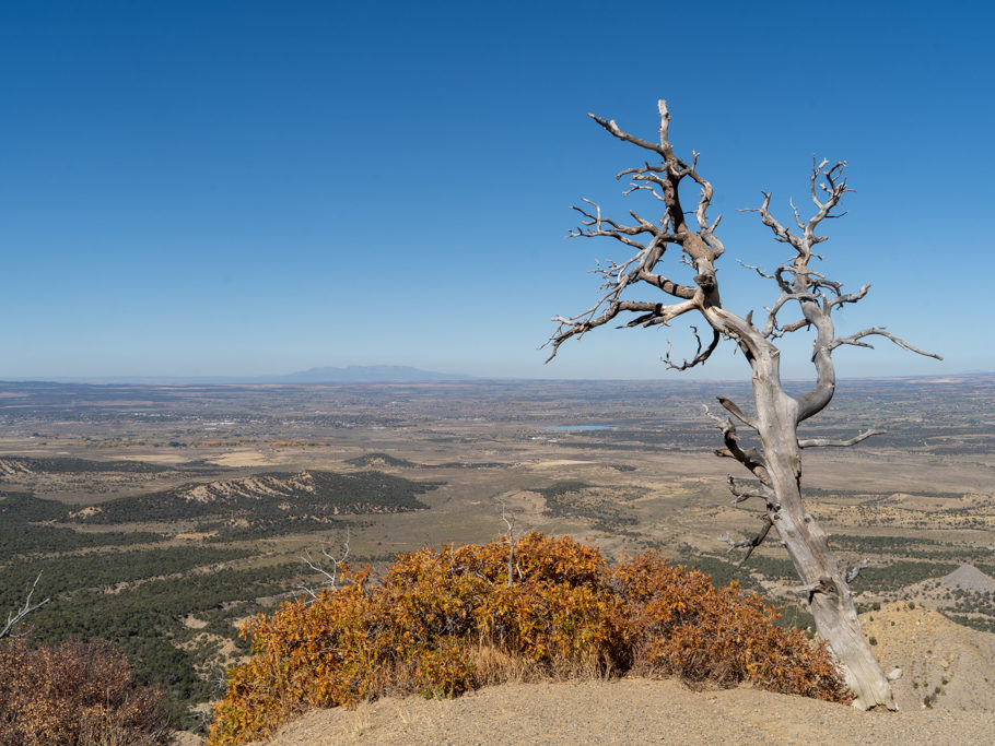 Stilleben mit Baum vor der Prärielandschaft im Mesa Verde NP