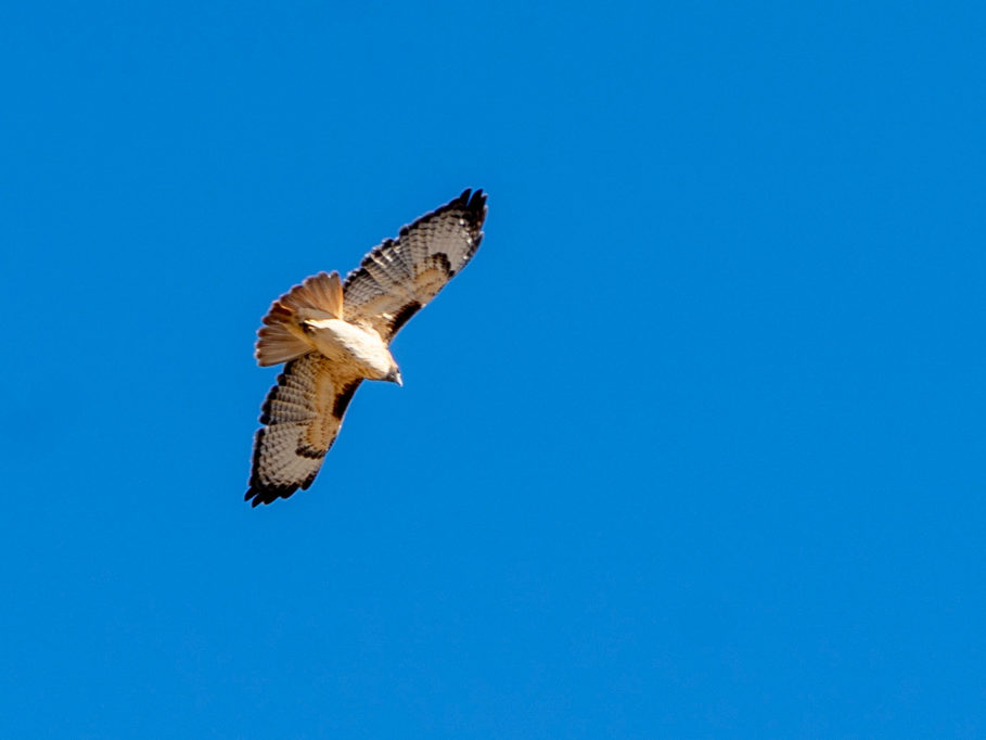 Ein Raubvogel segelt über unseren Köpfen