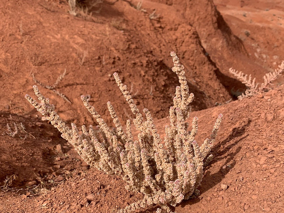 Ein Teil der Pflanzenwelt im Monument Valley