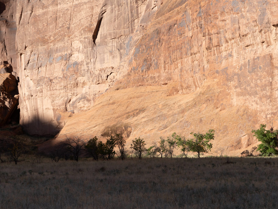 Ein alter Obstgarten im Canyon de Chelly