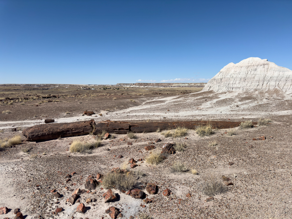 Versteinerter Baum im Petrified Forest NP