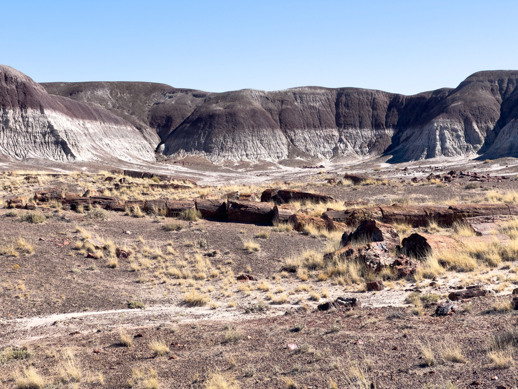 Versteinerter Baum im Petrified Forest NP