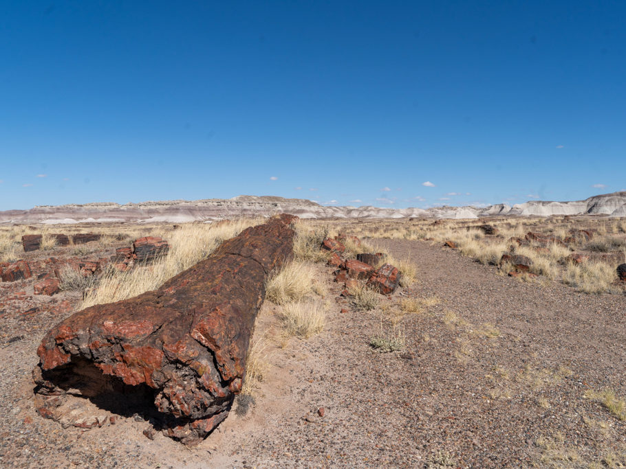 Im Vordergrund Teile eines versteinerten Baumes im Petrified Forest NP