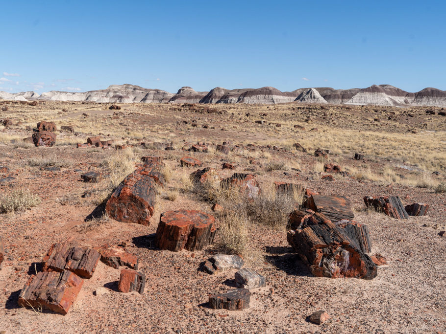 Bei der Wanderung sehen wir immer wieder Teile eines versteinerter Bäume im Petrified Forest NP