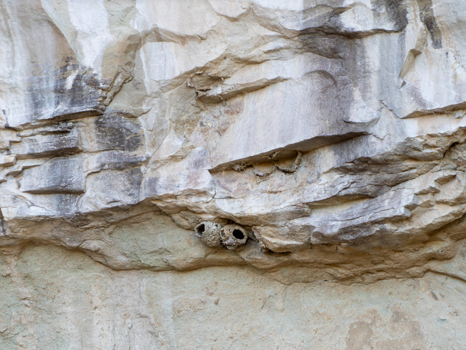 Vogelnester über der Wasserstelle währender unsere Wanderung im El Morro Monument.