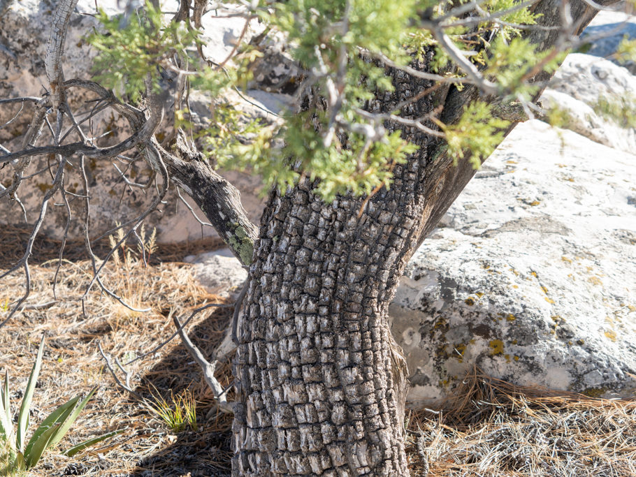 Alligator Rinde an einer Zeder während der Wanderung um das El Morro Monument