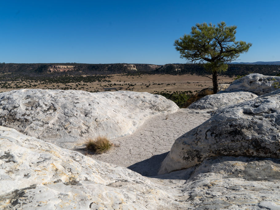 Plötzlich ein grüner Baum Auf dem Wanderweg um und auf das El Morro Monument herum