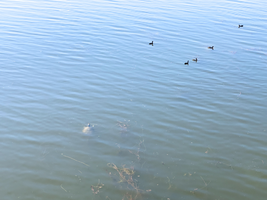 Grosse Wasserschildkröte im Colorado River mitten in der Stadt