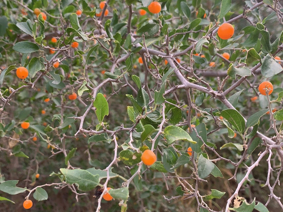 Celtis pallida