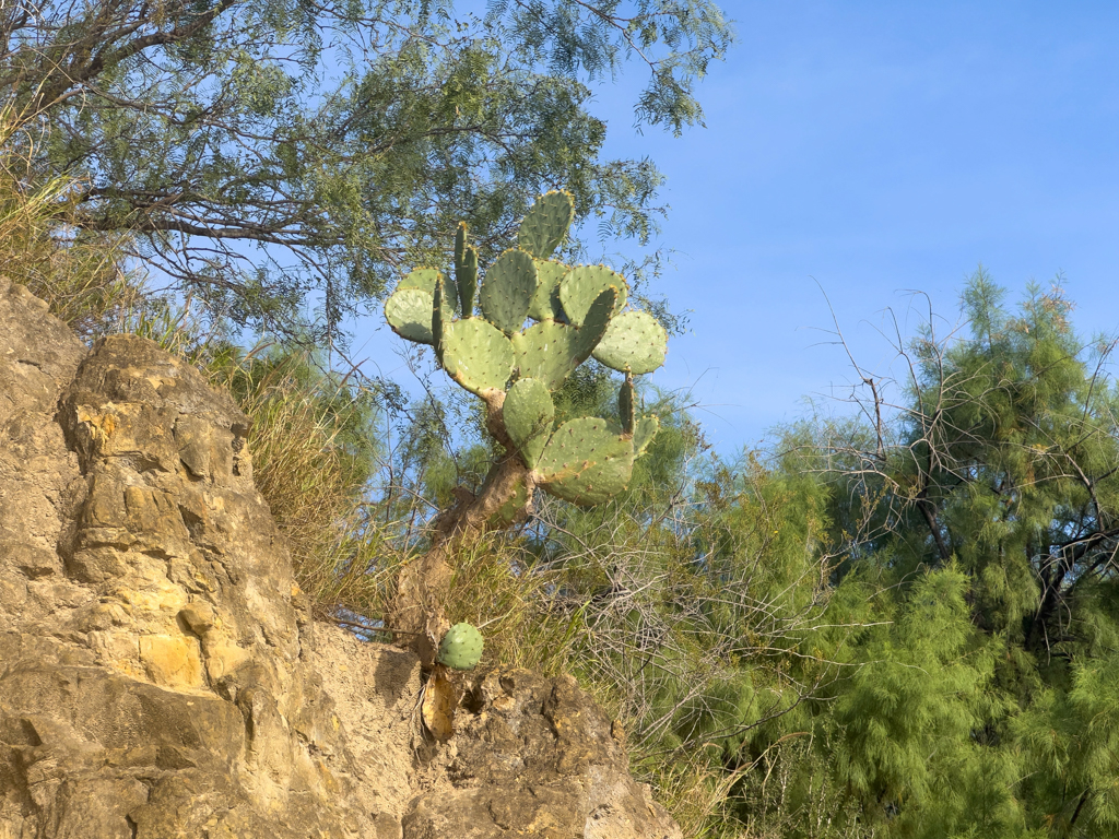 Ein schöner Opuntia Kaktus am Wegesrand