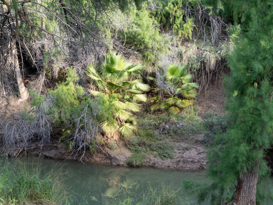 Wildes Grün am kleinen Zufluss zum Rio Grande