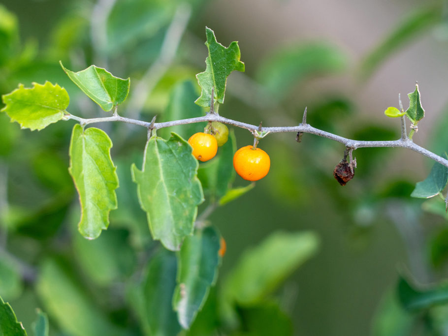 Celtis pallida