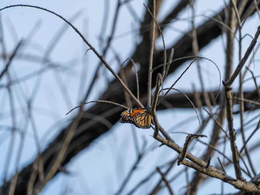 Monarchfalter - Danaus plexippus