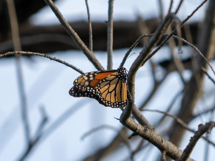 Monarchfalter - Danaus plexippus - ein berühmter Wanderfalter. Einzelne Tiere legen bei Wanderungen im Herbst in Nordamerika bis zu 3600 km zurück!