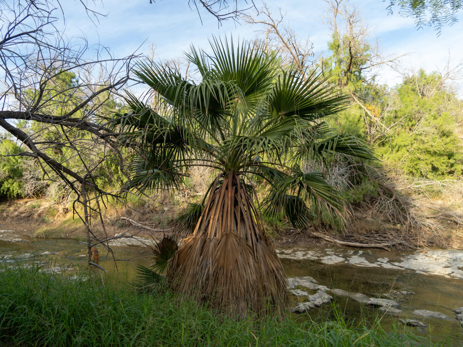 Wildes Grün am kleinen Zufluss zum Rio Grande