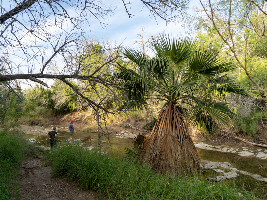 Wildes Grün am kleinen Zufluss zum Rio Grande. Loki schlabbert etwas frisches Wasser