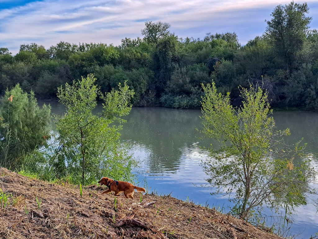 Mit Loki am Rio Grande