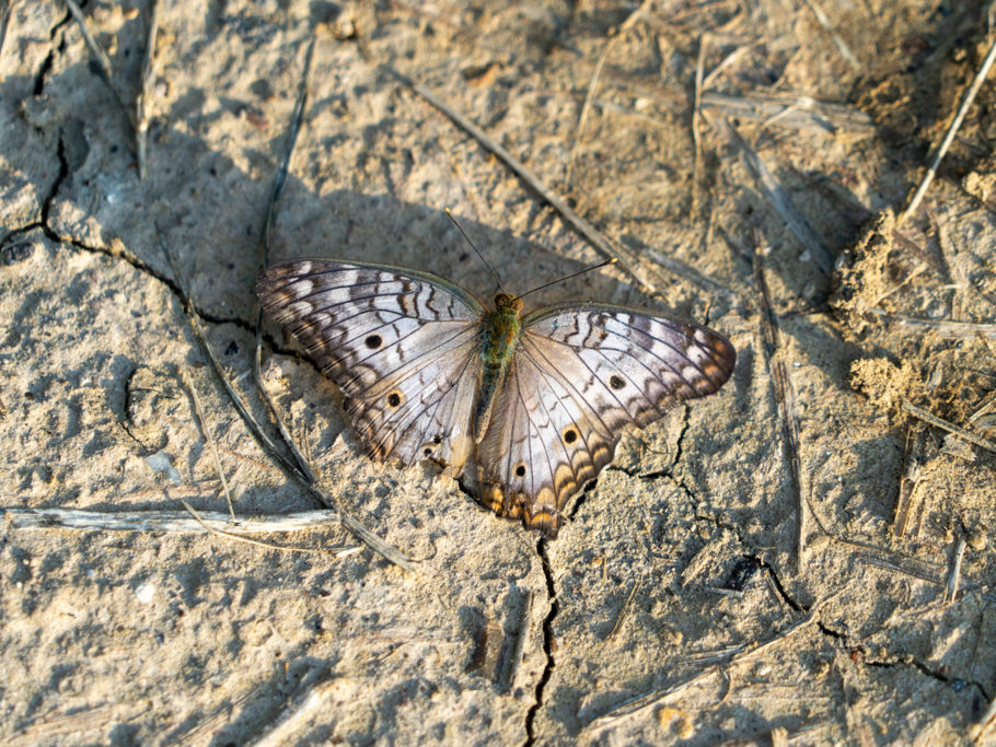 White Peacock - Anartia jatrophae