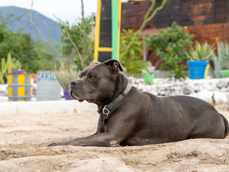 Einer der Hunde hier vom Finca el Calminante Campground. Er ist ein lieber Jooly.