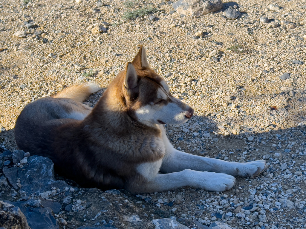 Hundi bei der Rast. Die hat er sich auch verdient...