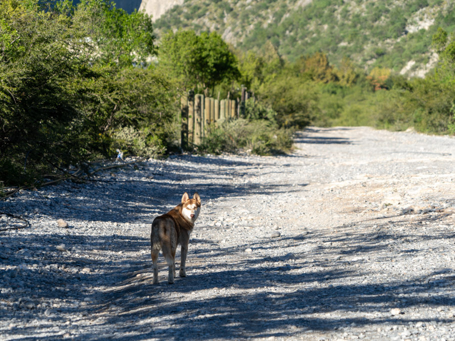 Hundi, heute unser treuer Begleiter auf der Wanderung