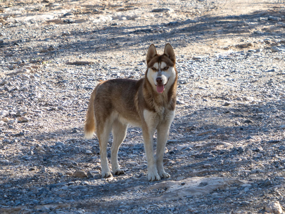 Hundi, heute unser treuer Begleiter auf der Wanderung