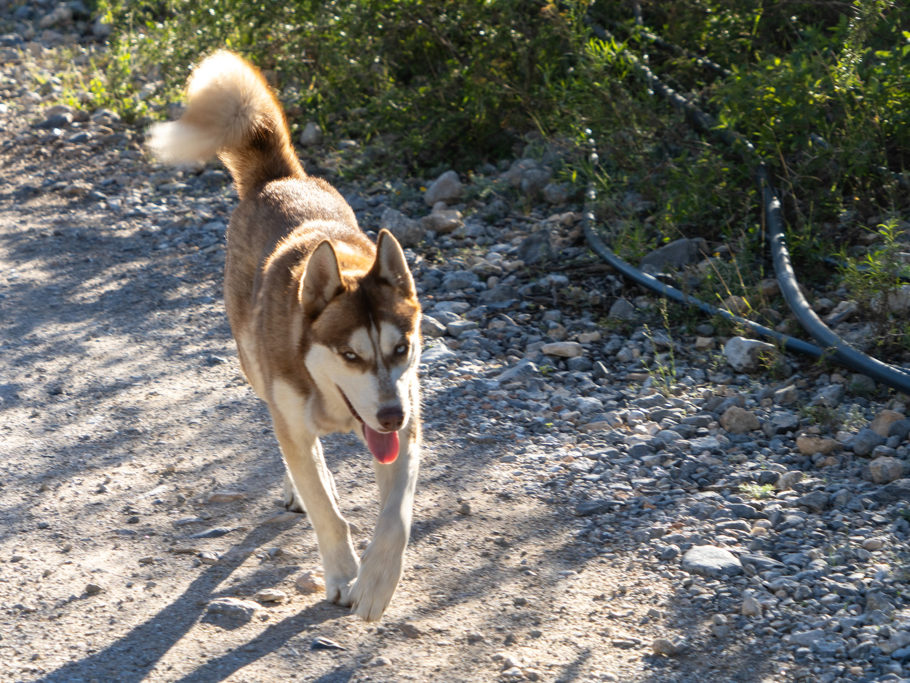 Hundi, heute unser treuer Begleiter auf der Wanderung