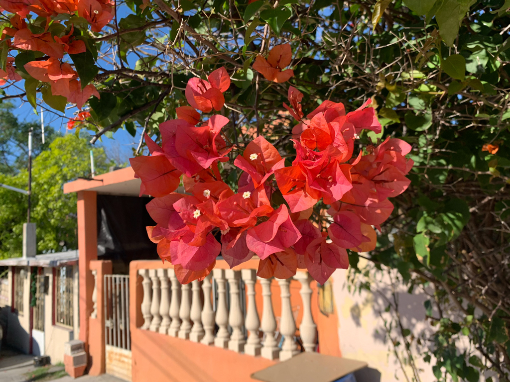 Bougainvillea in einem Vorgarten in Hidalgo