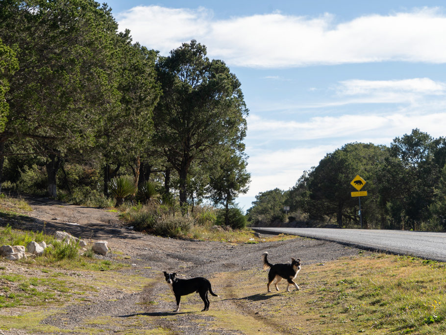 Verabschiedung von den Camping-Hunden