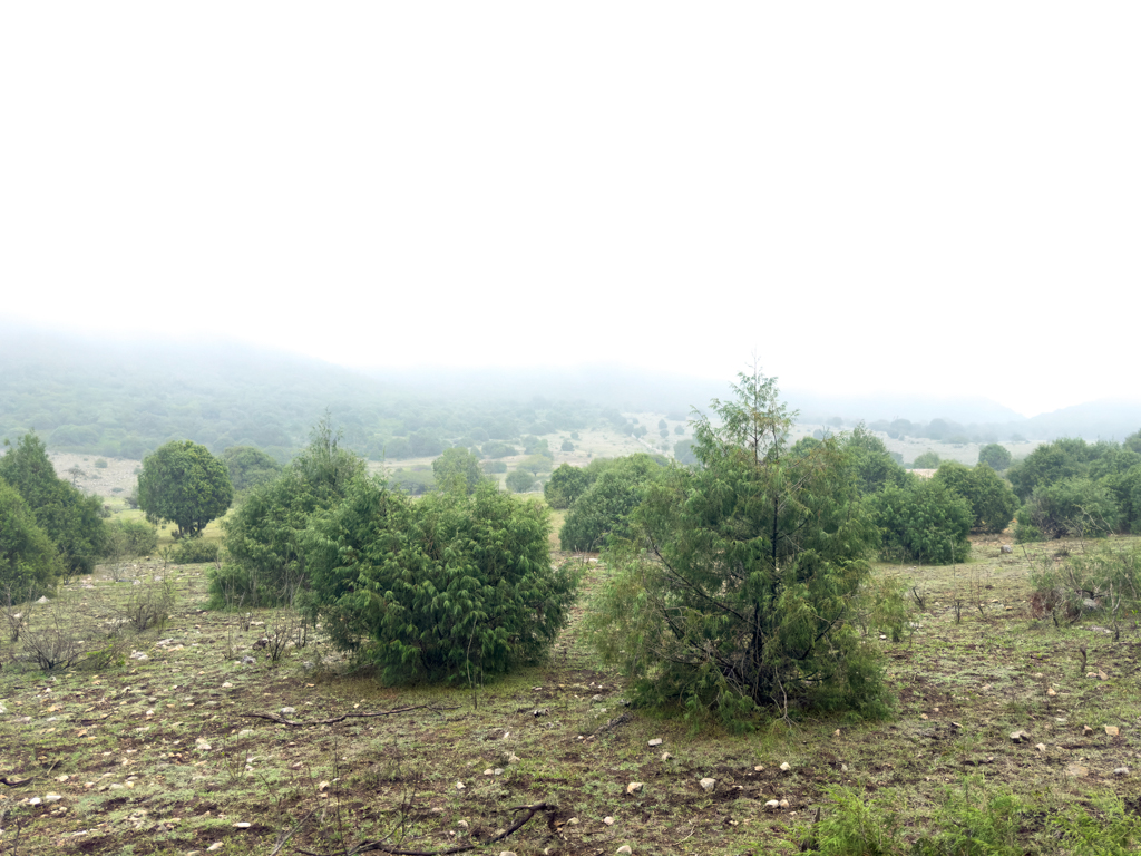 Grüne Landschaft soweit es der Nebel zulässt