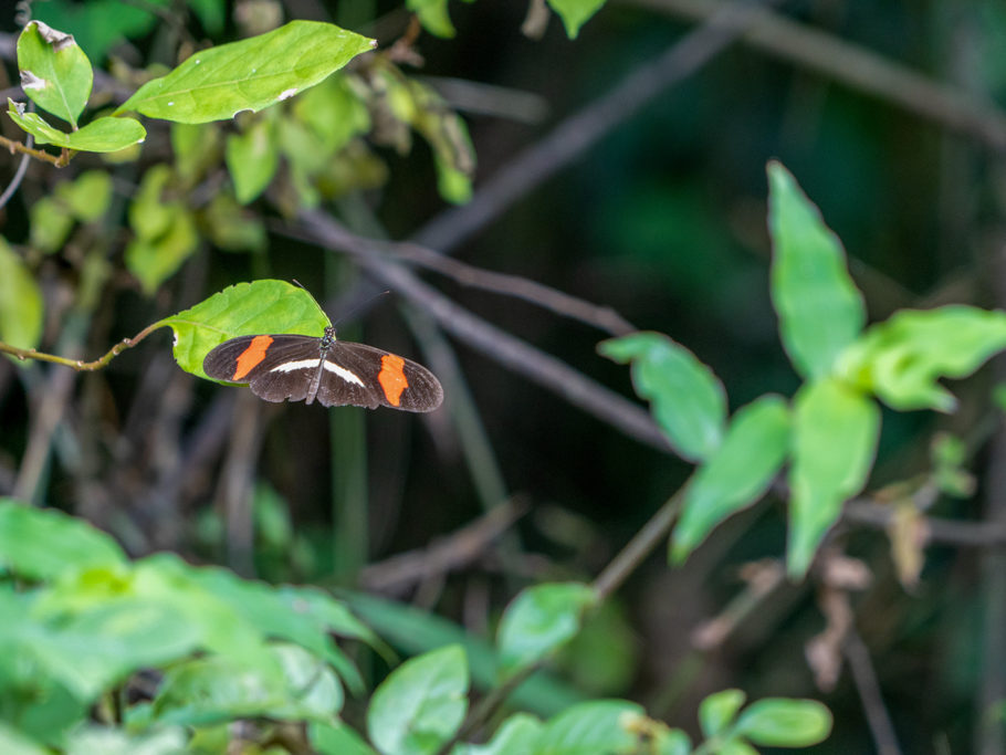 Kleiner Kurier - Heliconius erato