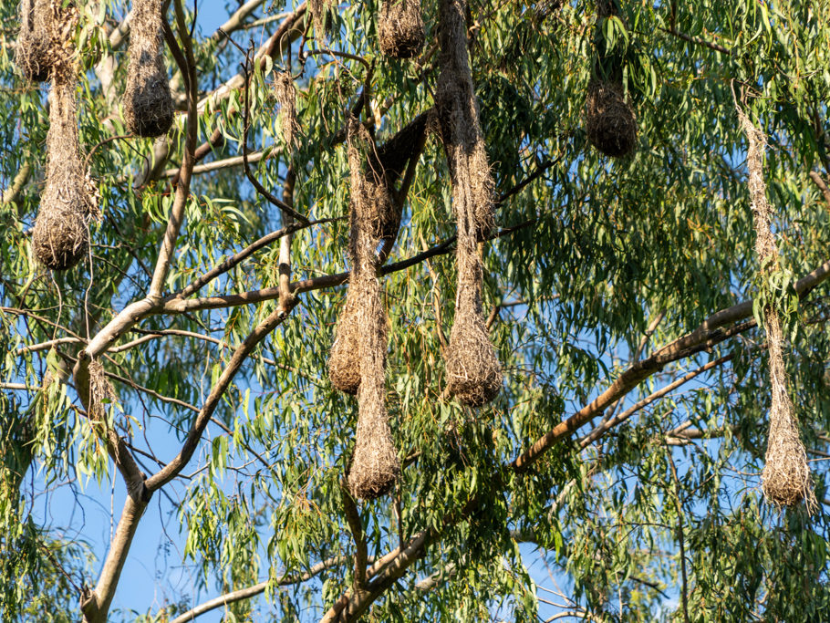 Hängende Nester der Webervögel