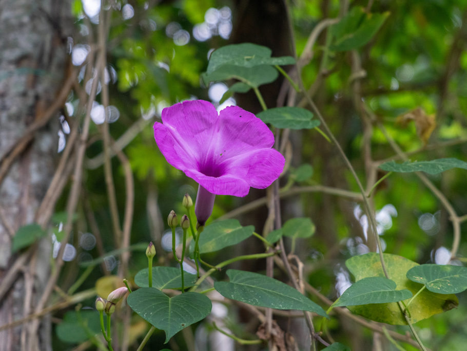 Ipomea orizabensis