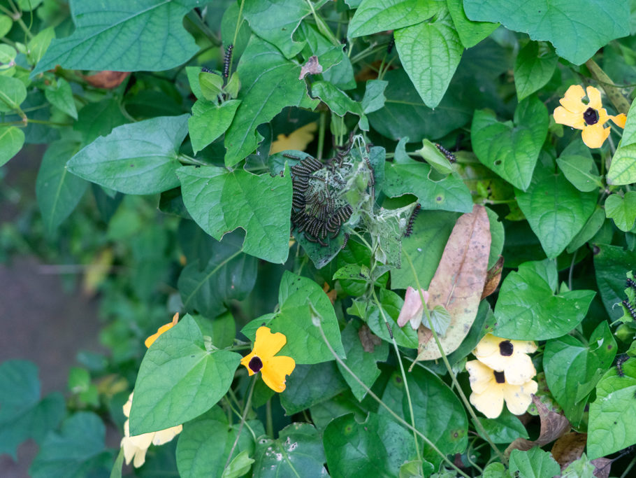 Schmetterlingsfutter! Viele Raupen an einer Schwarzäugigen Susanne - Thunbergia alata