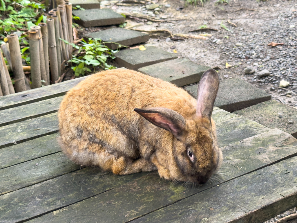 Der Star der Hasenschule. Eine 7 kg schwere Belgische Hasendame