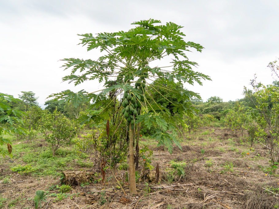 Papayas in der Eco lodge