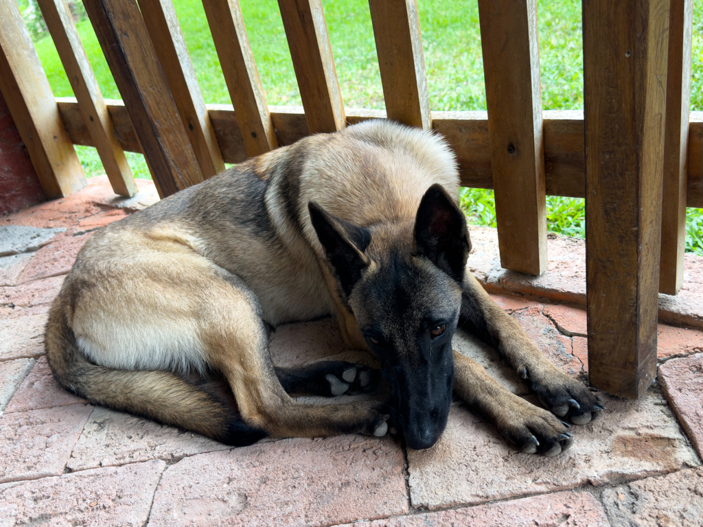 Hundi der Schuhdieb.