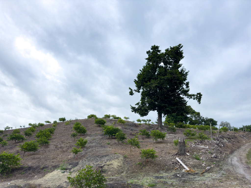 Auf der Wanderung bei José mit kleiner Zitrusbaum Plantage