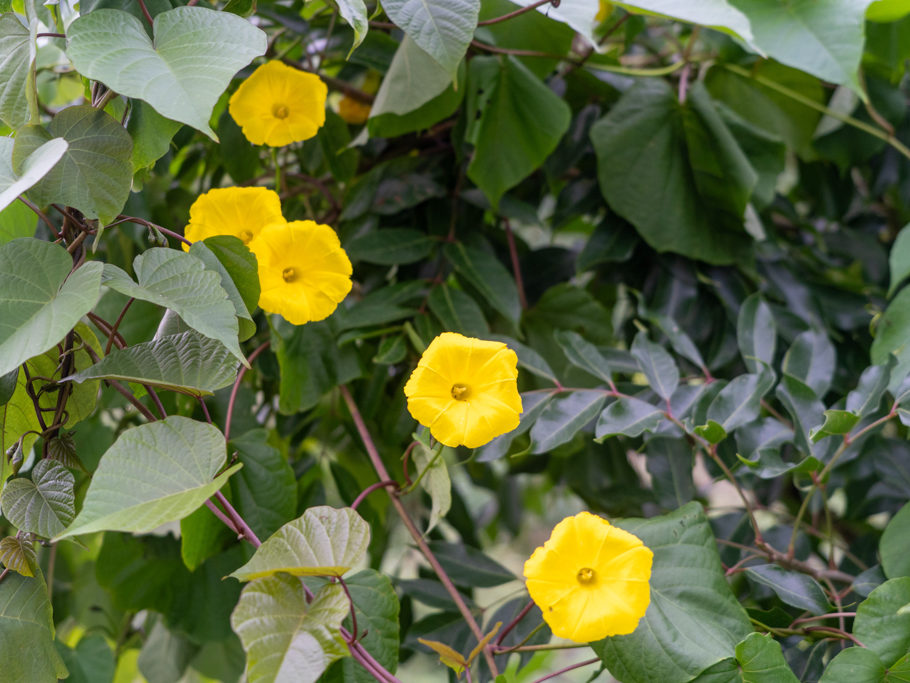 Ein Windengewächs: Merremia umbellata