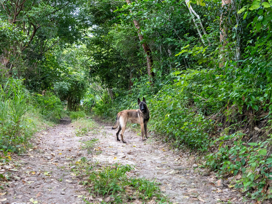 Hundi der Schuhdieb begleitet uns bei der Wanderung