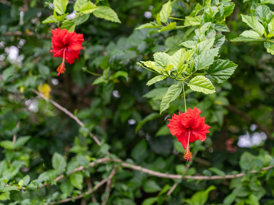 Hibiskusblüten