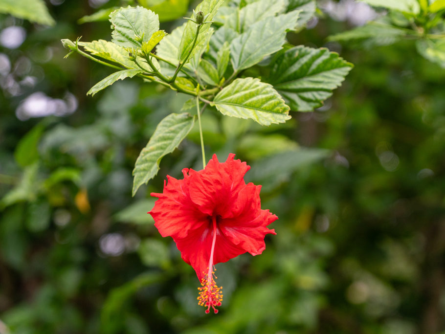 Hibiskusblüte